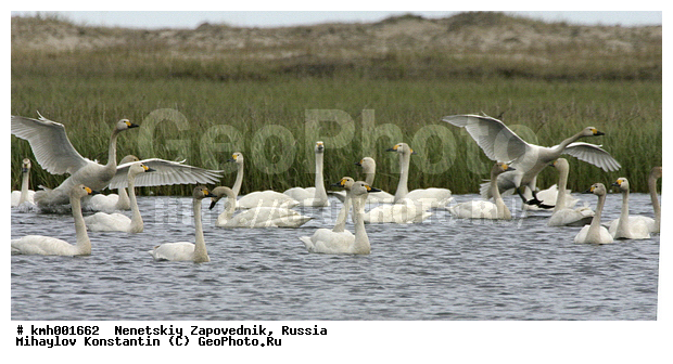 �������� ������, ��������, ��������, ��������, �����������, �����������������, ������������� �����, ������������� �����, XYZ, ������, Anatidae, ����� ������, ��������� ������, Cygnus bewickii